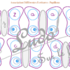 Jeu d'association différentes graphies des lettres - Les lettres des papillons - Insectes pour thème sur le printemps - Ecritures majuscule et minuscule script et minuscule cursif - Ordre alphabétique - Alphabet - Atelier autonome maternelle - IEF - PDF à télécharger et imprimer ou jeu imprimé - Puzzles - Français - lslf