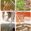 Jeu du zoom - Animaux de la forêt et des campagnes - Cartes classifiées à associer aux détails - Loupe - Etiquettes noms pour alternative ludique aux cartes de nomenclature - Autocorrection au dos avec symboles, noms - document PDF à télécharger et à imprimer ou jeu imprimé - atelier autonome maternelle - vocabulaire et connaissances - lecture mots - discrimination visuelle - Thème automne, animaux, oiseaux, insectes - lslf