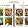 Loto combinable - automne - images photos noms et mots - jeu progressif et à combiner - lecture et observation - discrimination visuelle - fruits et légumes, animaux, objets, vêtements, météo,, fêtes et événements, éléments symboliques saisons, Halloween - PDF à télécharger et à imprimer ou jeu imprimé - Atelier maternelle ou cycle 2 - lexique vocabulaire - lslf
