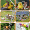 Jeu de lecture - Pâques - Lis les cartes et associe-les à la bonne photo - Lecture de phrases, fluence et compréhension de l'écrit - 4 niveaux d'aide à la lecture - Poules, oeufs, poussins, lapins, cloches - Lexique et Vocabulaire - Atelier autocorrectif apprentissage lecture - Cycle 2 - 30 photos - Disponible en 3 graphies : script, cursif, majuscule - PDF à télécharger et à imprimer ou jeu imprimé - Atelier autonome - lslf