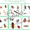 Jeu des doubles - insectes et autres petites bêtes du jardin à télécharger et à imprimer - 5 niveaux progressifs (3 4 5 6 ou 8 images) - Printemps - Dobble - jeu pour travailler la discrimination visuelle, la rapidité l'observation et le lexique / vocabulaires des insectes - animaux - lslf