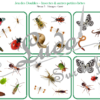 Jeu des doubles - insectes et autres petites bêtes du jardin à télécharger et à imprimer - 5 niveaux progressifs (3 4 5 6 ou 8 images) - Printemps - Dobble - jeu pour travailler la discrimination visuelle, la rapidité l'observation et le lexique / vocabulaires des insectes - animaux - lslf