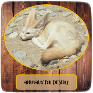 Animaux du désert