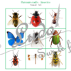 Suis le parcours codé - insectes et petites bêtes du jardin - animaux et printemps - codage, repérage et vocabulaire spatial - jeu et atelier autonome et autocorrectif Maternelle (Cycle 1) et Primaire (Cycle 2) - à télécharger et à imprimer - difficulté progressive et solutions - lslf