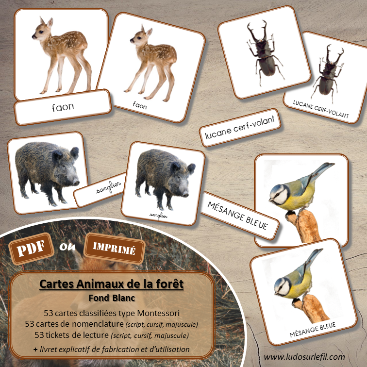Cartes de nomenclature les animaux de la foret – Lud'Y Key