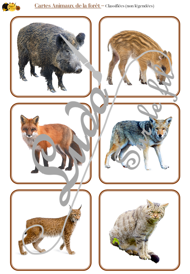 Classification des animaux Montessori