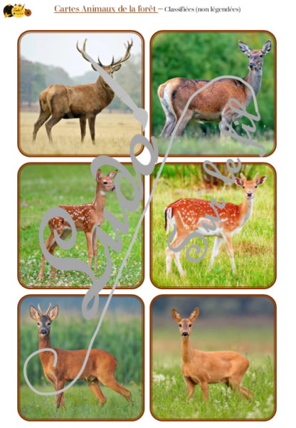 Jeu de cartes type Montessori (classifiées et de nomenclature) - Animaux de la forêt, de la campagne et des bois - Mammifères, oiseaux, reptiles, insectes... - Europe et France -Photos réelles - Autocorrection au dos (noms pour lecteurs, symboles pour non lecteur) - 3 graphies disponibles - Script, majuscule, cursif - Document PDF à télécharger et imprimer ou jeu imprimé - Automne - 72 cartes - Tickets de lecture - atelier autocorrectif maternelle élémentaire - Cycle 1 ou 2 - discrimination visuelle, observation, culture générale, lecture de mots, langage oral, lexique - lslf