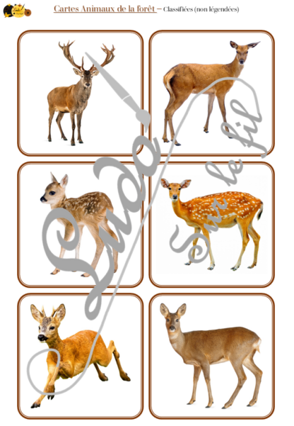 Jeu de cartes type Montessori (classifiées et de nomenclature) - Animaux de la forêt et des campagnes - Mammifères, oiseaux, reptiles, insectes... - Europe - Photos sur fond blanc - Autocorrection au dos (noms pour lecteurs, symboles pour non lecteur) - 3 graphies disponibles - Script, majuscule, cursif - Document PDF à télécharger et imprimer ou jeu imprimé - Automne - 72 cartes - Tickets de lecture - atelier autocorrectif maternelle élémentaire - Cycle 1 ou 2 - discrimination visuelle, observation, culture générale, lecture de mots, langage oral, lexique- lslf