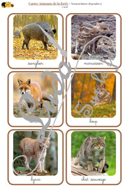 Jeu de cartes type Montessori (classifiées et de nomenclature) - Animaux de la forêt, de la campagne et des bois - Mammifères, oiseaux, reptiles, insectes... - Europe et France -Photos réelles - Autocorrection au dos (noms pour lecteurs, symboles pour non lecteur) - 3 graphies disponibles - Script, majuscule, cursif - Document PDF à télécharger et imprimer ou jeu imprimé - Automne - 72 cartes - Tickets de lecture - atelier autocorrectif maternelle élémentaire - Cycle 1 ou 2 - discrimination visuelle, observation, culture générale, lecture de mots, langage oral, lexique - lslf