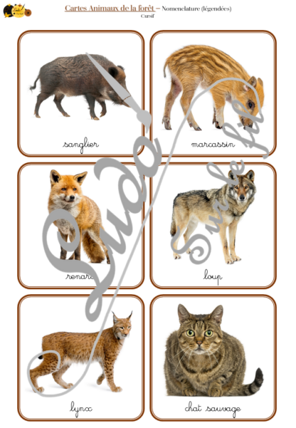 Jeu de cartes type Montessori (classifiées et de nomenclature) - Animaux de la forêt et des campagnes - Mammifères, oiseaux, reptiles, insectes... - Europe - Photos sur fond blanc - Autocorrection au dos (noms pour lecteurs, symboles pour non lecteur) - 3 graphies disponibles - Script, majuscule, cursif - Document PDF à télécharger et imprimer ou jeu imprimé - Automne - 72 cartes - Tickets de lecture - atelier autocorrectif maternelle élémentaire - Cycle 1 ou 2 - discrimination visuelle, observation, culture générale, lecture de mots, langage oral, lexique- lslf