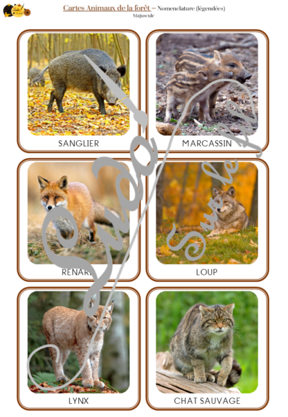 Jeu de cartes type Montessori (classifiées et de nomenclature) - Animaux de la forêt, de la campagne et des bois - Mammifères, oiseaux, reptiles, insectes... - Europe et France -Photos réelles - Autocorrection au dos (noms pour lecteurs, symboles pour non lecteur) - 3 graphies disponibles - Script, majuscule, cursif - Document PDF à télécharger et imprimer ou jeu imprimé - Automne - 72 cartes - Tickets de lecture - atelier autocorrectif maternelle élémentaire - Cycle 1 ou 2 - discrimination visuelle, observation, culture générale, lecture de mots, langage oral, lexique - lslf