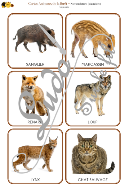 Jeu de cartes type Montessori (classifiées et de nomenclature) - Animaux de la forêt et des campagnes - Mammifères, oiseaux, reptiles, insectes... - Europe - Photos sur fond blanc - Autocorrection au dos (noms pour lecteurs, symboles pour non lecteur) - 3 graphies disponibles - Script, majuscule, cursif - Document PDF à télécharger et imprimer ou jeu imprimé - Automne - 72 cartes - Tickets de lecture - atelier autocorrectif maternelle élémentaire - Cycle 1 ou 2 - discrimination visuelle, observation, culture générale, lecture de mots, langage oral, lexique- lslf