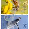 Jeu Abécédaire Photos sur les animaux - 3 formats (cartes, petites affiches, grandes affiches) - Photos réelles - Version 4 graphies (Majuscules imprimerie, minuscules script, minuscules et majuscules cursif) - ou version Lettre type graffiti et nom de l'animal - Autocorrection au dos (noms de l'animal) - Document PDF à télécharger et imprimer ou jeu imprimé - Apprentissage lettres, alphabet, ordre alphabétique - cartes à manipuler en atelier ou affichage classe - Maternelle - Cycle 1 - discrimination visuelle, vocabulaire, lecture de mots, langage oral, lexique - lslf