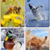 Jeu Abécédaire Photos sur les animaux - 3 formats (cartes, petites affiches, grandes affiches) - Photos réelles - Version 4 graphies (Majuscules imprimerie, minuscules script, minuscules et majuscules cursif) - ou version Lettre type graffiti et nom de l'animal - Autocorrection au dos (noms de l'animal) - Document PDF à télécharger et imprimer ou jeu imprimé - Apprentissage lettres, alphabet, ordre alphabétique - cartes à manipuler en atelier ou affichage classe - Maternelle - Cycle 1 - discrimination visuelle, vocabulaire, lecture de mots, langage oral, lexique - lslf