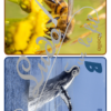 Jeu Abécédaire Photos sur les animaux - 3 formats (cartes, petites affiches, grandes affiches) - Photos réelles - Version 4 graphies (Majuscules imprimerie, minuscules script, minuscules et majuscules cursif) - ou version Lettre type graffiti et nom de l'animal - Autocorrection au dos (noms de l'animal) - Document PDF à télécharger et imprimer ou jeu imprimé - Apprentissage lettres, alphabet, ordre alphabétique - cartes à manipuler en atelier ou affichage classe - Maternelle - Cycle 1 - discrimination visuelle, vocabulaire, lecture de mots, langage oral, lexique - lslf