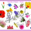 Cherche et Trouve - Lynx - Fleurs - 4 planches pour un plateau modulable à souhait et différents niveaux de jeu - jusqu'à 100 cartes à trouver - jeu observation et rapidité - à télécharger et à imprimer ou jeu imprimé - atelier maternelle - Photos sur fond blanc - Printemps et Nature - lslf
