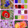 Jeu repère les couleurs - Fleurs - photos / cartes à associer aux palettes de 4 couleurs - PDF à télécharger et à imprimer ou jeu imprimé - atelier autocorrectif maternelle ou cycle 2 - observation, déduction, logique, discrimination visuelle, vocabulaire et lexique - printemps et nature - lslf