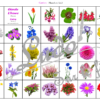 Cherche et Trouve - Lynx - Fleurs - 4 planches pour un plateau modulable à souhait et différents niveaux de jeu - jusqu'à 100 cartes à trouver - jeu observation et rapidité - à télécharger et à imprimer ou jeu imprimé - atelier maternelle - Photos sur fond blanc - Printemps et Nature - lslf