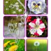 Jeu de cartes type Montessori (classifiées et de nomenclature) - Fleurs et Plantes - connues et moins connues - Jardin, balcon, exotique, champs - Photos réelles - Autocorrection au dos (noms pour lecteurs, symboles pour non lecteur) - 3 graphies disponibles - Script, majuscule, cursif - Document PDF à télécharger et imprimer ou jeu imprimé - Printemps, nature et végétaux - 77 cartes - Tickets de lecture - atelier autocorrectif maternelle élémentaire - Cycle 1 ou 2 - discrimination visuelle, observation, culture générale, lecture de mots, langage oral, lexique - lslf