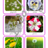 Jeu de cartes type Montessori (classifiées et de nomenclature) - Fleurs et Plantes - connues et moins connues - Jardin, balcon, exotique, champs - Photos réelles - Autocorrection au dos (noms pour lecteurs, symboles pour non lecteur) - 3 graphies disponibles - Script, majuscule, cursif - Document PDF à télécharger et imprimer ou jeu imprimé - Printemps, nature et végétaux - 77 cartes - Tickets de lecture - atelier autocorrectif maternelle élémentaire - Cycle 1 ou 2 - discrimination visuelle, observation, culture générale, lecture de mots, langage oral, lexique - lslf
