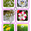 Jeu de cartes type Montessori (classifiées et de nomenclature) - Fleurs et Plantes - connues et moins connues - Jardin, balcon, exotique, champs - Photos réelles - Autocorrection au dos (noms pour lecteurs, symboles pour non lecteur) - 3 graphies disponibles - Script, majuscule, cursif - Document PDF à télécharger et imprimer ou jeu imprimé - Printemps, nature et végétaux - 77 cartes - Tickets de lecture - atelier autocorrectif maternelle élémentaire - Cycle 1 ou 2 - discrimination visuelle, observation, culture générale, lecture de mots, langage oral, lexique - lslf