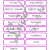 Jeu de cartes type Montessori (classifiées et de nomenclature) - Fleurs et Plantes - connues et moins connues - Jardin, balcon, exotique, champs - Photos réelles - Autocorrection au dos (noms pour lecteurs, symboles pour non lecteur) - 3 graphies disponibles - Script, majuscule, cursif - Document PDF à télécharger et imprimer ou jeu imprimé - Printemps, nature et végétaux - 77 cartes - Tickets de lecture - atelier autocorrectif maternelle élémentaire - Cycle 1 ou 2 - discrimination visuelle, observation, culture générale, lecture de mots, langage oral, lexique - lslf