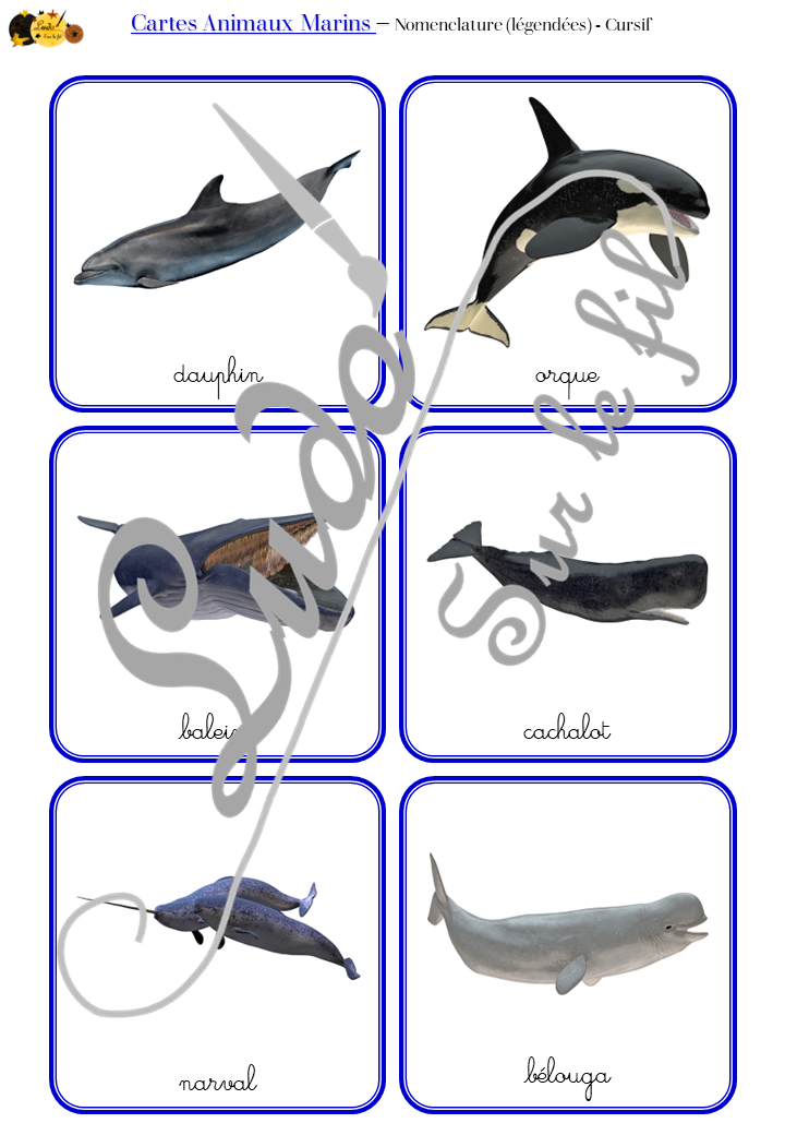 Animaux marins - Fond blanc