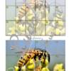 Jeu Puzzles Trac - Insectes et petites bêtes du jardin - inspiré du célèbre Shut the box - Fermer la boîte - Trac - lance les dés, choisis les pièces et complète ton puzzle au maximum - Mathématiques, constellations, dénombrement, additions, décomposition additive, stratégie, probabilité, différentes représentations nombre - Printemps - Jeu de société en 3 niveaux progressifs - de 1 à 18 - Atelier maternelle et élémentaire - PDF à télécharger et imprimer ou jeu imprimé - cycles 1 ou 2 - calcul - lslf