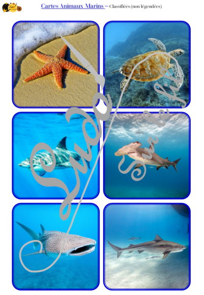 Jeu de cartes type Montessori (classifiées et de nomenclature) - Animaux marins - Océans, mer et été - connus et moins connus - Poissons, mammifères, crustacés, coquillages - Photos réelles avec fond - Autocorrection au dos (noms pour lecteurs, symboles pour non lecteurs) - 3 graphies disponibles - Script, majuscule, cursif - Document PDF à télécharger et imprimer ou jeu imprimé - Classification - 64 cartes - Tickets de lecture - atelier autocorrectif maternelle élémentaire - Cycle 1 ou 2 - discrimination visuelle, observation, culture générale, lecture de mots, langage oral, lexique - lslf