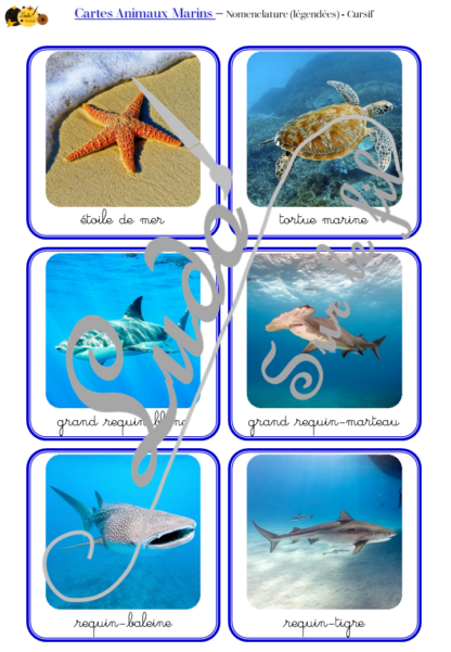 Jeu de cartes type Montessori (classifiées et de nomenclature) - Animaux marins - Océans, mer et été - connus et moins connus - Poissons, mammifères, crustacés, coquillages - Photos réelles avec fond - Autocorrection au dos (noms pour lecteurs, symboles pour non lecteurs) - 3 graphies disponibles - Script, majuscule, cursif - Document PDF à télécharger et imprimer ou jeu imprimé - Classification - 64 cartes - Tickets de lecture - atelier autocorrectif maternelle élémentaire - Cycle 1 ou 2 - discrimination visuelle, observation, culture générale, lecture de mots, langage oral, lexique - lslf