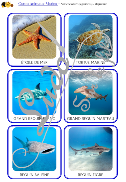 Jeu de cartes type Montessori (classifiées et de nomenclature) - Animaux marins - Océans, mer et été - connus et moins connus - Poissons, mammifères, crustacés, coquillages - Photos réelles avec fond - Autocorrection au dos (noms pour lecteurs, symboles pour non lecteurs) - 3 graphies disponibles - Script, majuscule, cursif - Document PDF à télécharger et imprimer ou jeu imprimé - Classification - 64 cartes - Tickets de lecture - atelier autocorrectif maternelle élémentaire - Cycle 1 ou 2 - discrimination visuelle, observation, culture générale, lecture de mots, langage oral, lexique - lslf