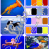 Jeu repère les couleurs - Animaux marins - photos / cartes à associer aux palettes de 4 couleurs - à télécharger et à imprimer - atelier autocorrectif maternelle ou cycle 2 - observation, déduction, logique, discrimination visuelle, vocabulaire et lexique - Thème animaux, poissons, mer, océans, été - lslf