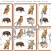 Reproduis la grille - Animaux de la forêt et de la campagne - 48 modèles à reproduire - Repérage dans l'espace et vocabulaire spatial - Variante pour travailler la mémoire - Variante à deux pour le langage oral - Dicte, décris la grille pour que l'autre jouer la reproduise - jeu et atelier autonome Maternelle (Cycle 1) et Primaire (Cycle 2) - PDF à télécharger et à imprimer ou jeu imprimé - difficulté progressive - repérage spatial - se repérer dans une grille, dans un tableau - Thèmes automne, bois, nature lslf