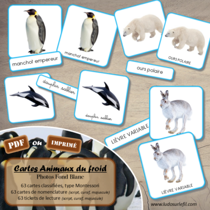 Jeu de cartes type Montessori (classifiées et de nomenclature) - Animaux du froid - Banquise, Pôles, Antarctique et Arctique - Mammifères, oiseaux, phoques, animaux marins, manchots - Photos sur fond blanc - Autocorrection au dos (noms pour lecteurs, symboles pour non lecteur) - 3 graphies disponibles - Script, majuscule, cursif - Document PDF à télécharger et imprimer ou jeu imprimé - 63 cartes - Tickets de lecture - atelier autocorrectif maternelle élémentaire - Cycle 1 ou 2 - discrimination visuelle, observation, culture générale, lecture de mots, langage oral, lexique - Hiver - lslf