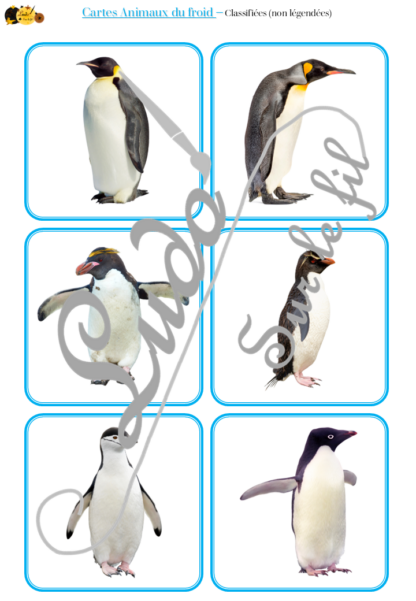 Jeu de cartes type Montessori (classifiées et de nomenclature) - Animaux du froid - Banquise, Pôles, Antarctique et Arctique - Mammifères, oiseaux, phoques, animaux marins, manchots - Photos sur fond blanc - Autocorrection au dos (noms pour lecteurs, symboles pour non lecteur) - 3 graphies disponibles - Script, majuscule, cursif - Document PDF à télécharger et imprimer ou jeu imprimé - 63 cartes - Tickets de lecture - atelier autocorrectif maternelle élémentaire - Cycle 1 ou 2 - discrimination visuelle, observation, culture générale, lecture de mots, langage oral, lexique - Hiver - lslf