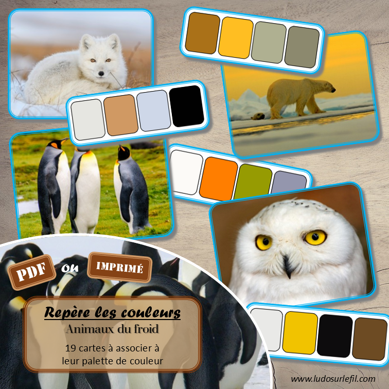 Jeu Repère les couleurs - Animaux de la banquise et du froid - photos / cartes à associer aux palettes de 4 couleurs - à télécharger et à imprimer - atelier autocorrectif maternelle ou cycle 2 - observation, déduction, logique, discrimination visuelle, vocabulaire et lexique - Thème hiver, animaux du froid, banquise, montagne, pôles - lslf