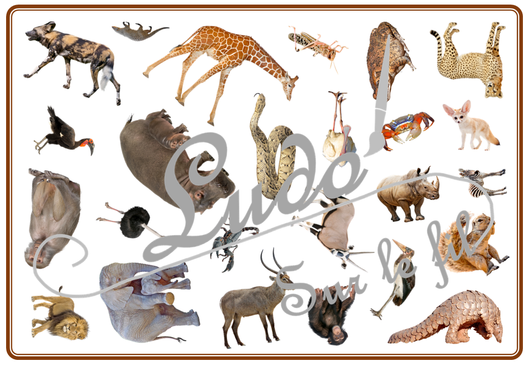 Cherche et Trouve - Animaux de la savane et d'Afrique - Photos - Lynx - mammifères, oiseaux, insectes, reptiles, félins, antilopes... de la savane, d'Afrique, du désert... Eté - Photos sur fond blanc - 4 planches pour un plateau modulable à souhait et différents niveaux de jeu - jusqu'à 100 cartes à trouver - jeu observation et rapidité - PDF à télécharger et à imprimer ou jeu imprimé - atelier maternelle - Noms des éléments - lslf