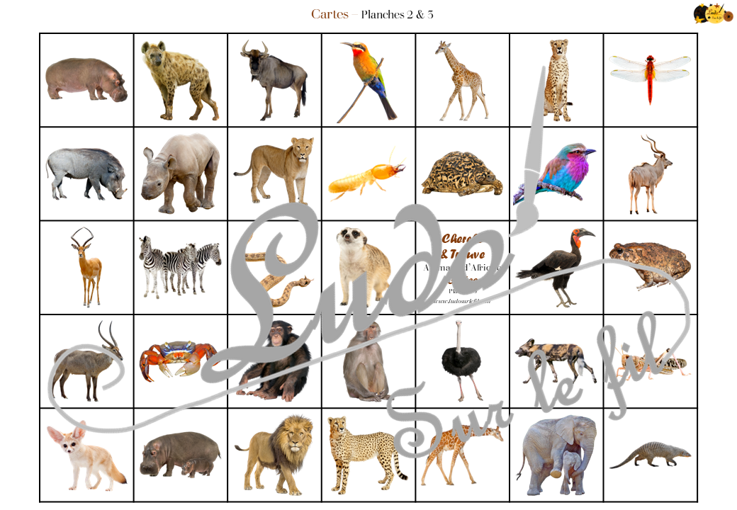 Cherche et Trouve - Animaux de la savane et d'Afrique - Photos - Lynx - mammifères, oiseaux, insectes, reptiles, félins, antilopes... de la savane, d'Afrique, du désert... Eté - Photos sur fond blanc - 4 planches pour un plateau modulable à souhait et différents niveaux de jeu - jusqu'à 100 cartes à trouver - jeu observation et rapidité - PDF à télécharger et à imprimer ou jeu imprimé - atelier maternelle - Noms des éléments - lslf